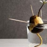 Guía completa: Cómo sembrar semillas de frutas paso a paso.