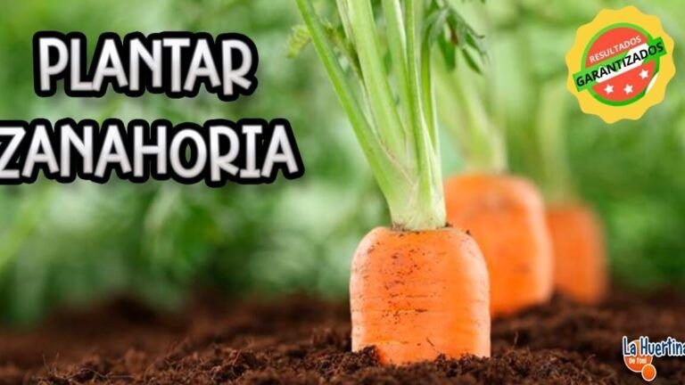 guia completa como sembrar semillas en suelo arcilloso paso a paso