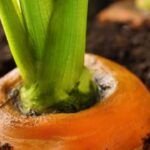 Guía completa: Cómo sembrar semillas en terrenos secos con éxito