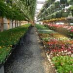 Guía completa: Cómo sembrar semillas en variedad de recipientes