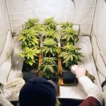 Guía completa de cultivo en interior: paso a paso