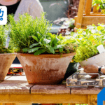Guía completa para elegir y cuidar tus plantas de exterior adecuadamente
