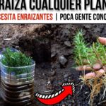 Guía completa para plantar algarrobos con éxito en tu jardín usando botellas plásticas como mini invernadero para enraizamiento de esquejes.