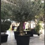 Guía completa para plantar bambú y crear una cerca viva espectacular