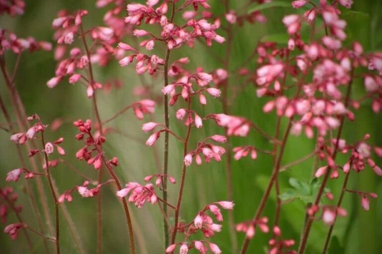 guia completa para plantar bulbos de flor de lis consejos y trucos