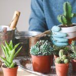 Guía completa para plantar cactus en macetas de vidrio