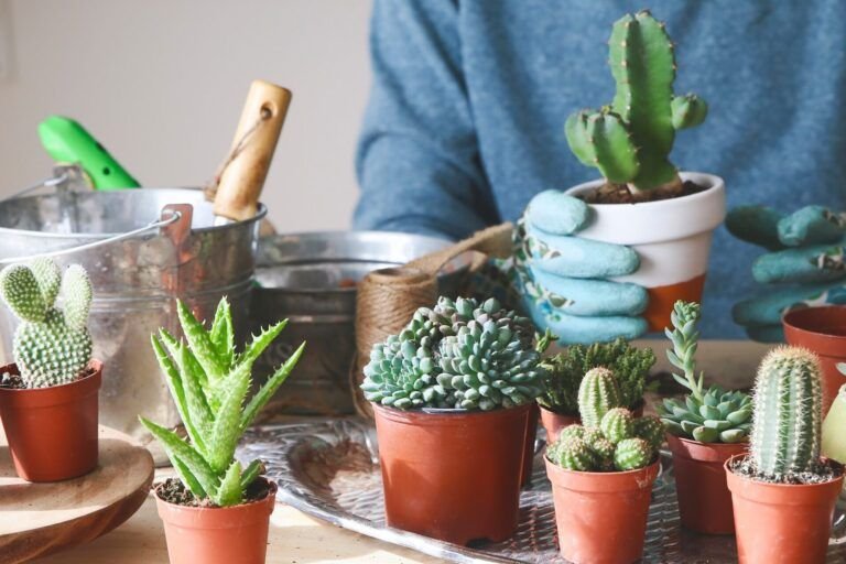 guia completa para plantar cactus en macetas de vidrio