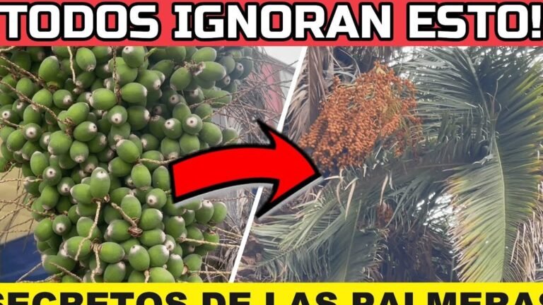 Guía completa para plantar colas de zorro en tu jardín