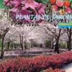 Guía completa para plantar esquejes de hierba luisa
