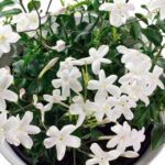 Guía completa para plantar jazmín de gajo: ¡Aprende fácilmente!