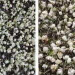 Guía completa para plantar jazmín en tierra: ¡Aromatiza tu jardín!