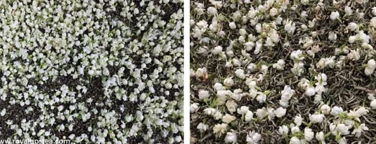 guia completa para plantar jazmin en tierra aromatiza tu jardin