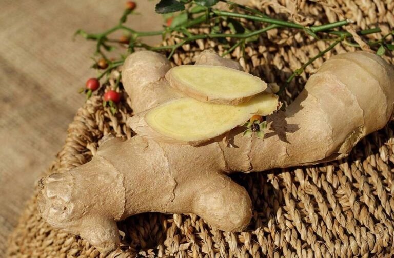 guia completa para plantar jengibre en macetas