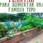 Guía completa para plantar jengibre en tu huerto urbano