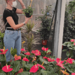 Guía completa para plantar lirio de la paz en casa