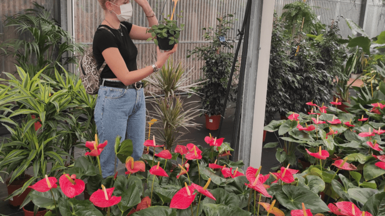 guia completa para plantar lirio de la paz en casa