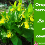 Guía completa para plantar orquídeas en tierra: paso a paso