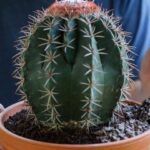 Guía completa para plantar piña en tu jardín ¡Aprende cómo hacerlo!