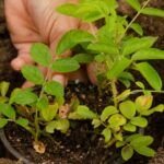 Guía completa para plantar rosales en tu jardín: tips y consejos