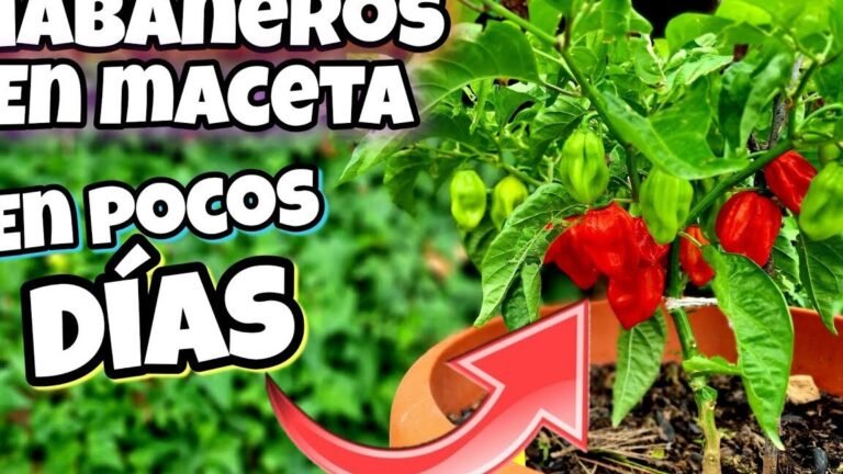 Guía completa para plantar tus propias guindillas en casa