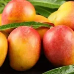 Guía completa para plantar un árbol de mango en casa