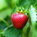 Guía completa para plantar un árbol de níspero con éxito