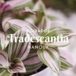 Guía completa para prevenir y tratar el agrietamiento de hojas en las plantas