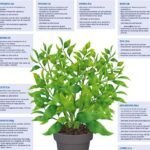 Guía completa para prevenir y tratar la decoloración de las hojas en tus plantas.