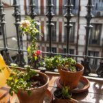 Guía completa para sembrar flores en macetas con éxito