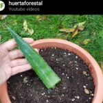 Guía completa para sembrar semillas de aloe vera con éxito