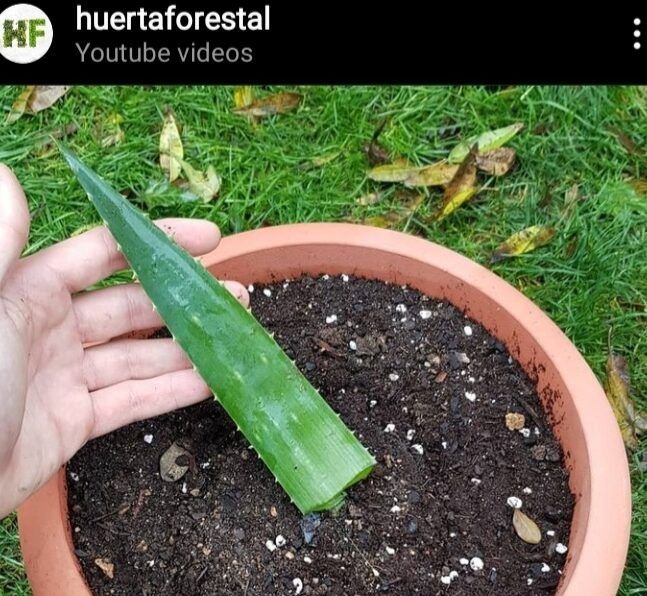 guia completa para sembrar semillas de aloe vera con exito