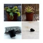 Guía completa para sembrar semillas de plantas carnívoras