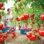 Guía completa para sembrar tomates: desde la semilla hasta la cosecha