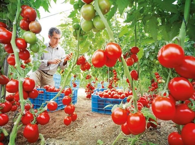 guia completa para sembrar tomates desde la semilla hasta la cosecha