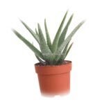 Guía completa para sembrar tu propia planta de sábila en casa