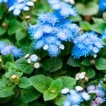 Guía completa para sembrar y cultivar semillas de plantas ornamentales en tu jardín