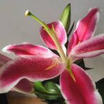 Guía completa: plantar bulbos de lilium en Chile
