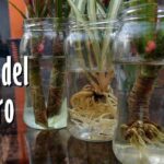 Frascos de vidrio con esquejes enraizando en agua y raíces visibles — Guía completa: plantar laureles y cerezos en tu jardín.