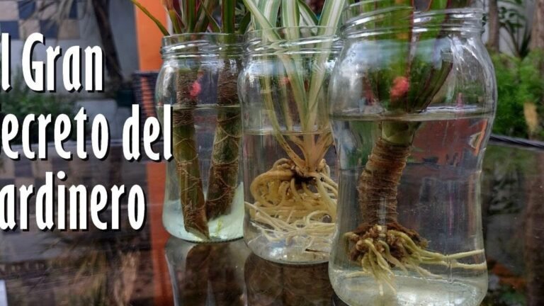 Guía completa: plantar laureles y cerezos en tu jardín