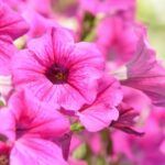 Guía completa: Plantar palo de Brasil en maceta en 5 sencillos pasos