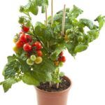 Guía completa: plantar tomateras en tu huerto con éxito