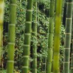 Guía completa: plantar una caña de bambú en tu jardín