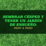 Guía completa: Siembra tu césped en casa en simples pasos