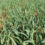 Guía completa: Siembra tus judías verdes en Andalucía con éxito