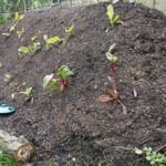Guía completa sobre cómo controlar la erosión del suelo en tu jardín