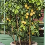 Guía completa sobre cómo cosechar y almacenar frutas cítricas en casa
