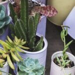 Guía completa sobre el cuidado de plantas suculentas: todo lo que necesitas saber.