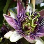 Guía completa: Técnicas efectivas para germinar semillas de plantas ornamentales en tu jardín