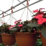 Guía de los mejores tipos de plantas ornamentales para embellecer tu jardín