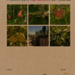 Guía de plantación de rama de uva: paso a paso